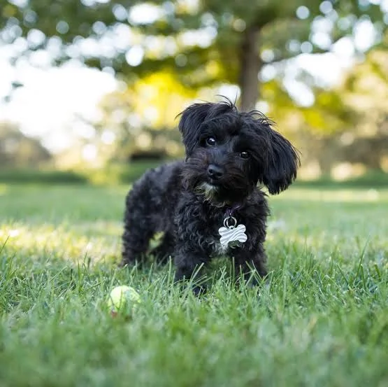 dog names inspiration featuring a small black puppy standing outdoors