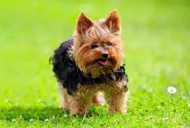 dog names inspiration featuring a brown dog sitting calmly in grass