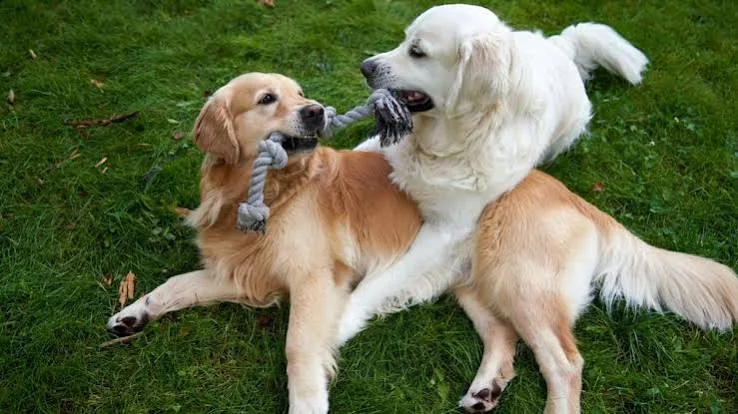dog names inspiration featuring two Golden Retriever dogs playing with a toy
