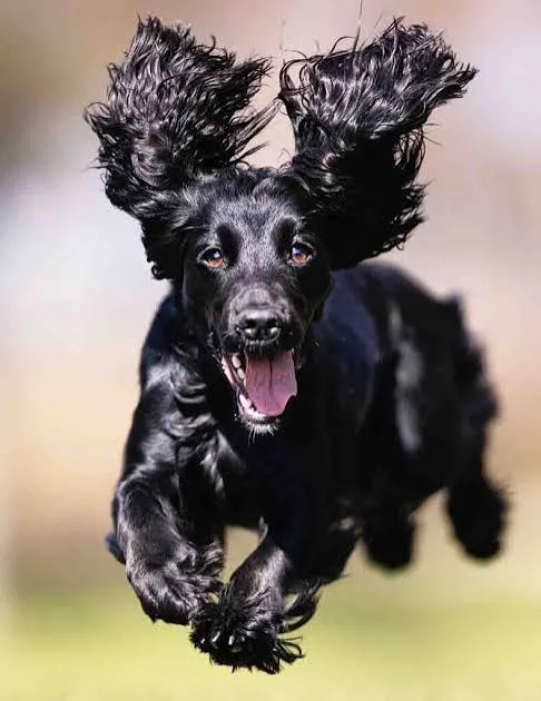 dog names inspiration featuring a close up black dog portrait with expressive eyes