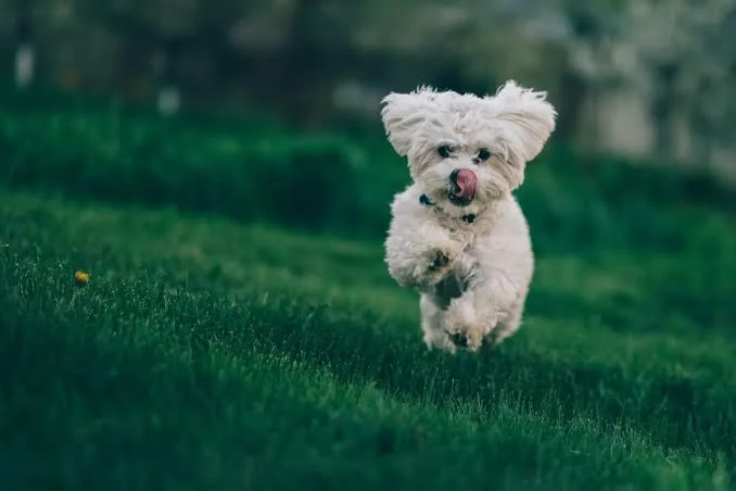 dog names inspiration featuring a small dog running through a grassy path