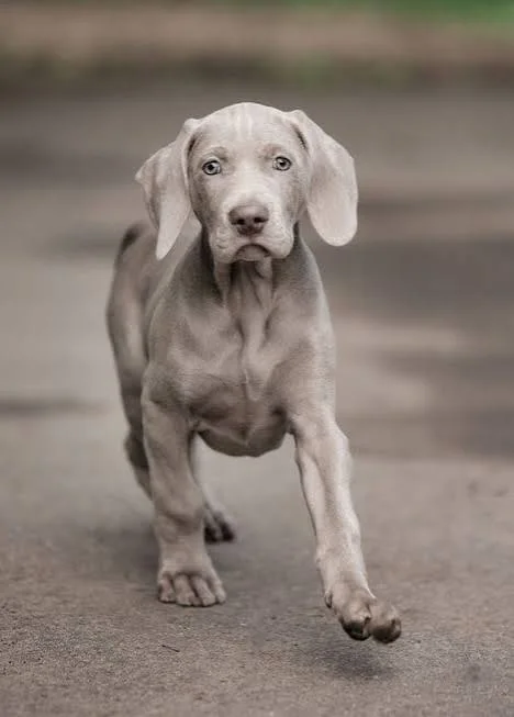 dog names inspiration featuring an athletic Weimaraner standing outdoors