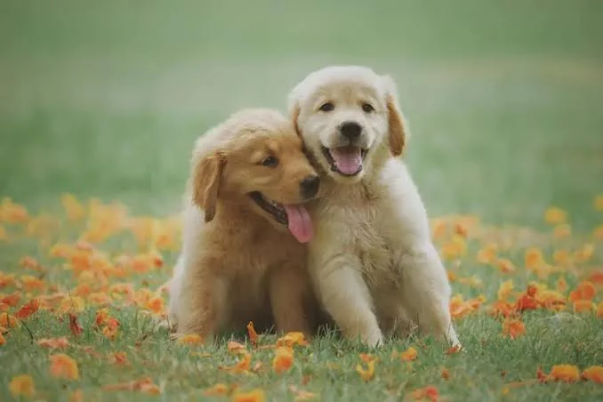 dog names inspiration featuring two Golden Retriever dogs enjoying playtime