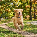 Happy cool dog names running through a park with tongue out"