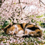 A cat sitting near a traditional red torii gate in Japan, representing Japanese cat names inspiration.