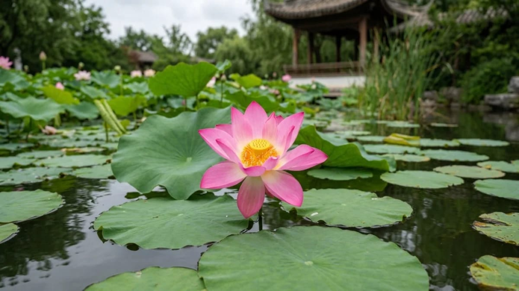 Pink lotus flower on a pond, a common symbol in Chinese girl names